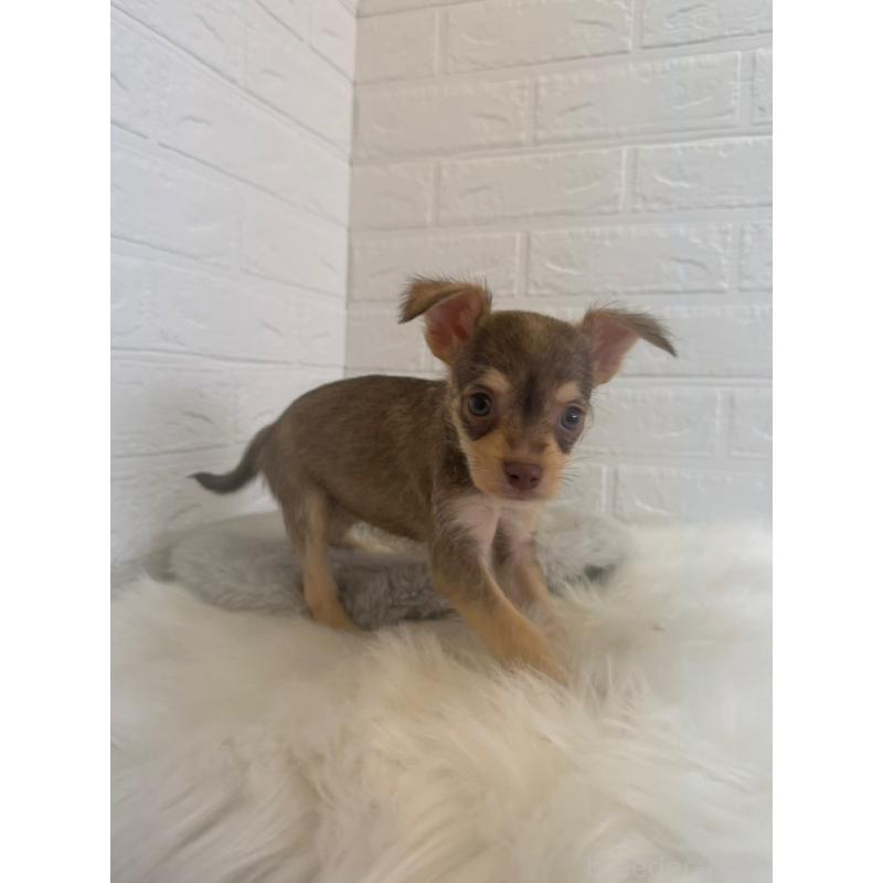 販売中の岡山県のミックス犬-447321の5枚目