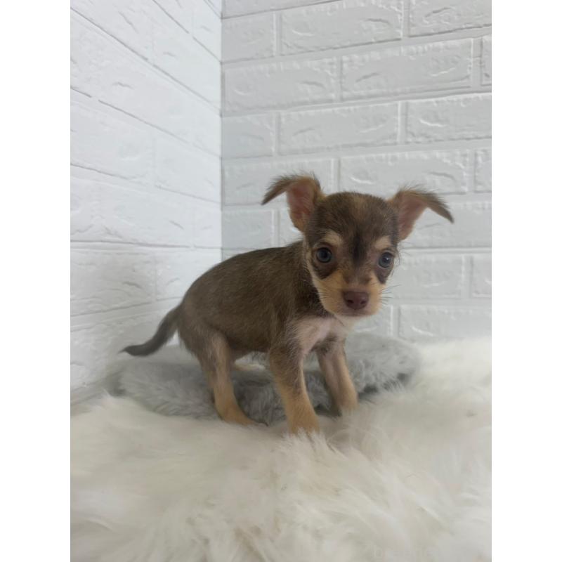 販売中の岡山県のミックス犬-447321の4枚目