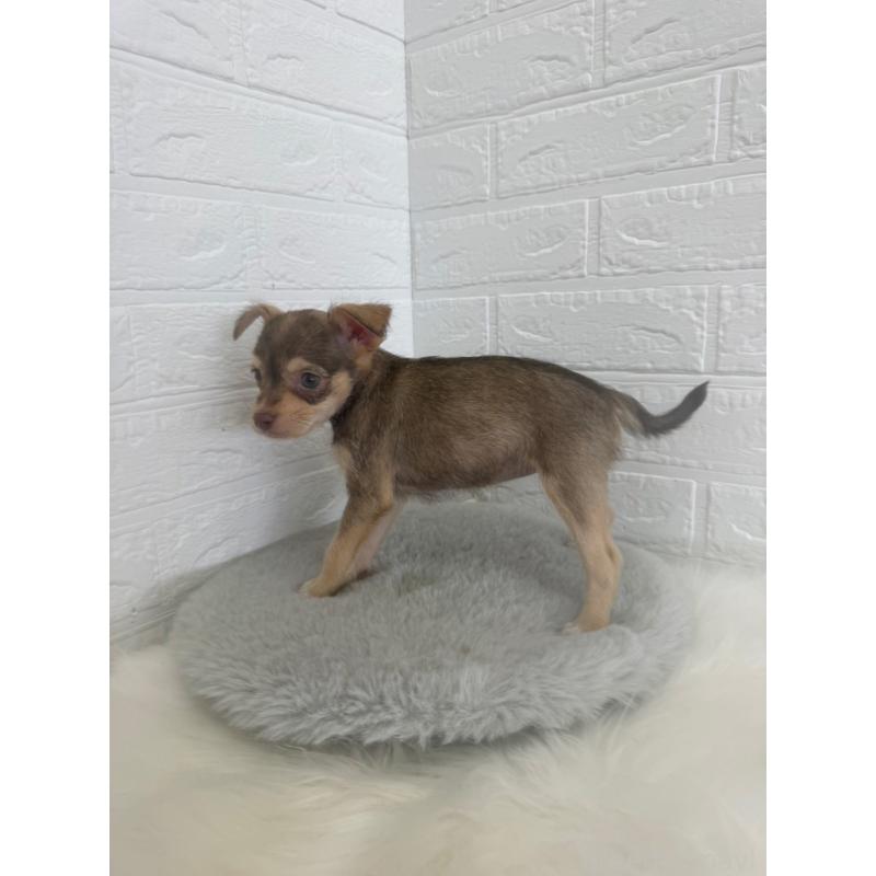 販売中の岡山県のミックス犬-447321の2枚目