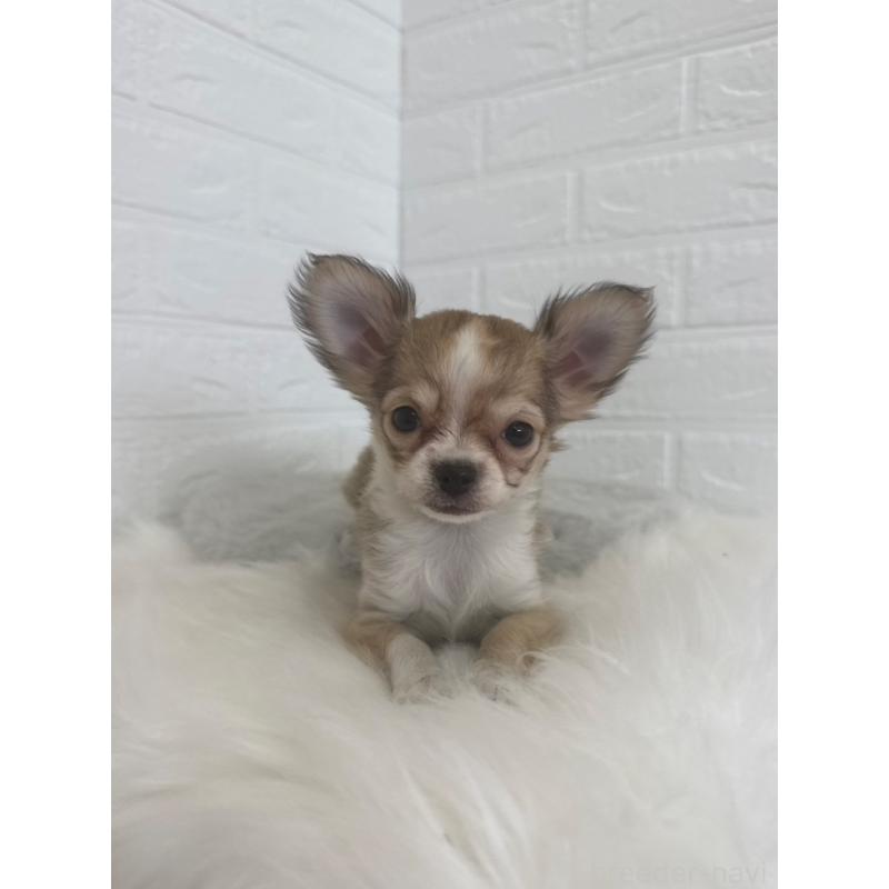 販売中の岡山県のチワワ(ロングコート)-447322の12枚目