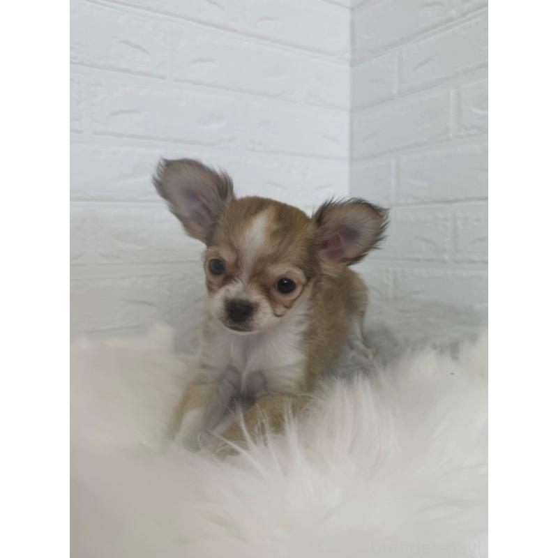 販売中の岡山県のチワワ(ロングコート)-447322の11枚目