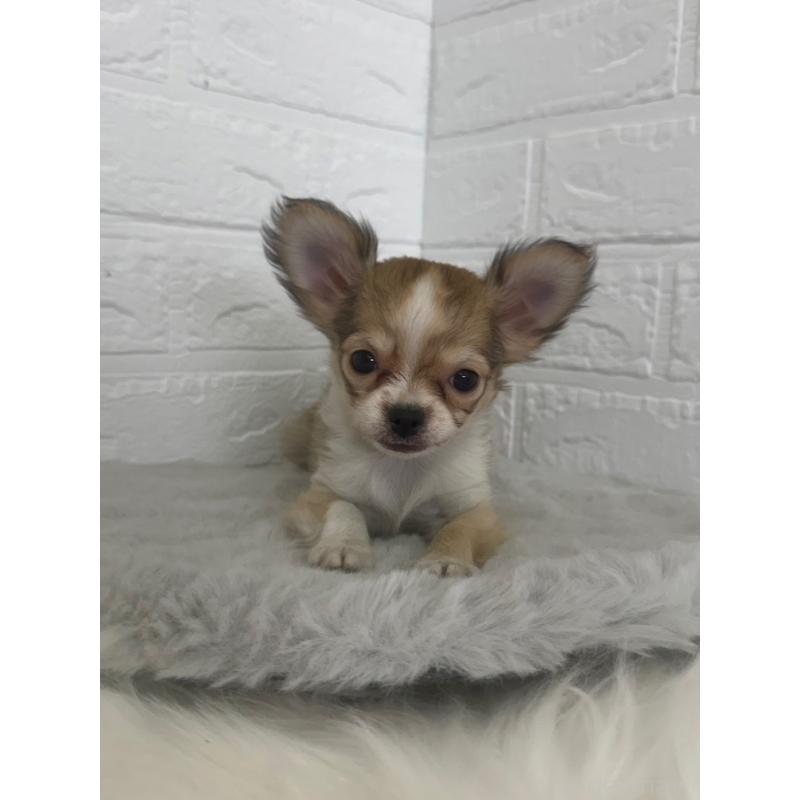 販売中の岡山県のチワワ(ロングコート)-447322の9枚目