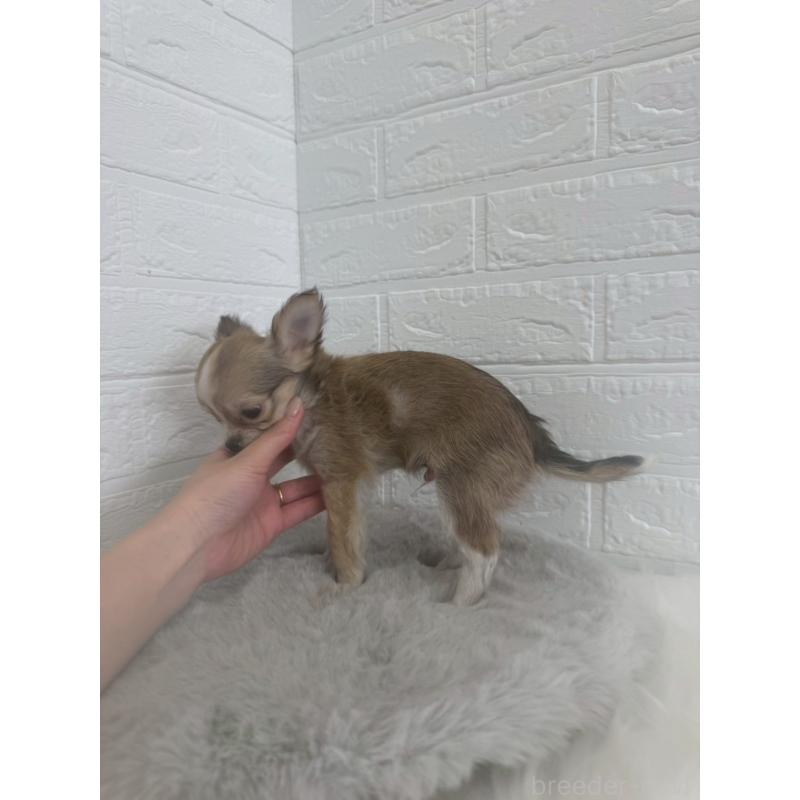 販売中の岡山県のチワワ(ロングコート)-447322の7枚目