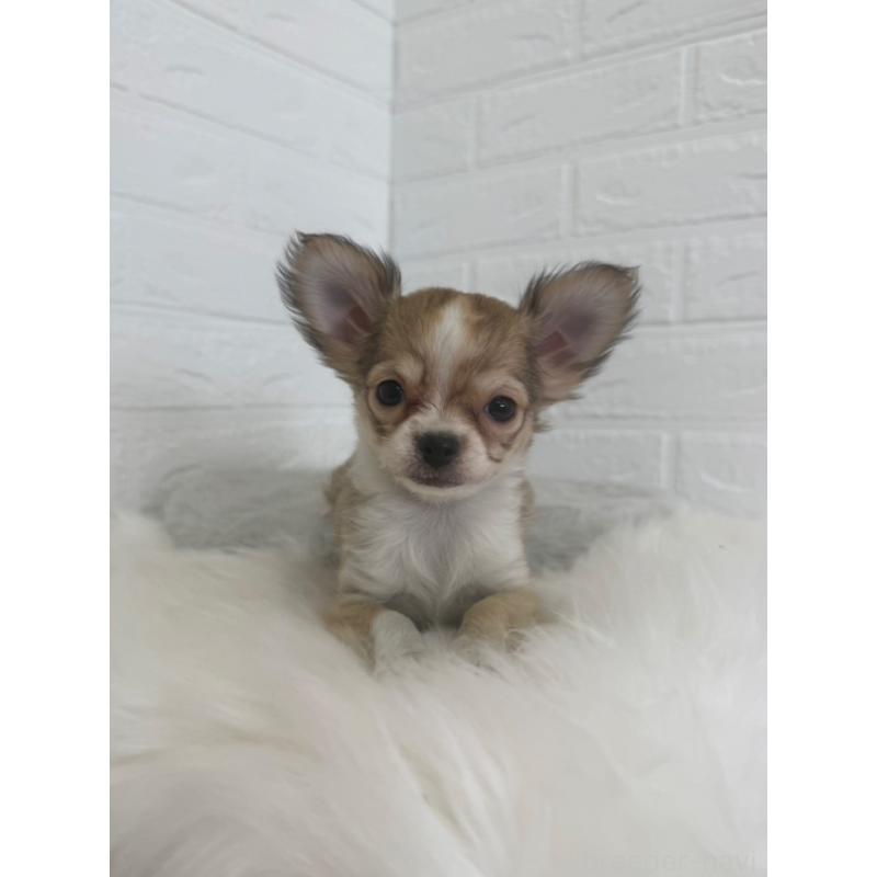 販売中の岡山県のチワワ(ロングコート)-447322の6枚目