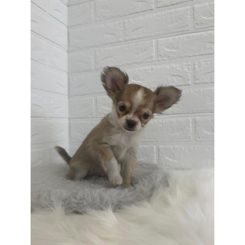 販売中の岡山県のチワワ(ロングコート)-447322の5枚目