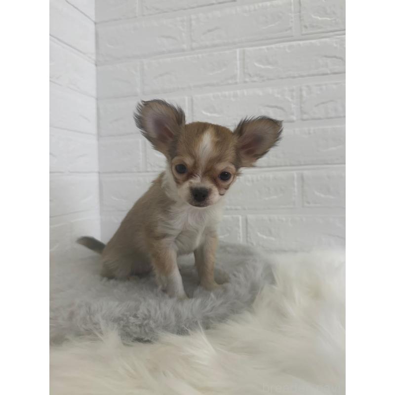 販売中の岡山県のチワワ(ロングコート)-447322の3枚目