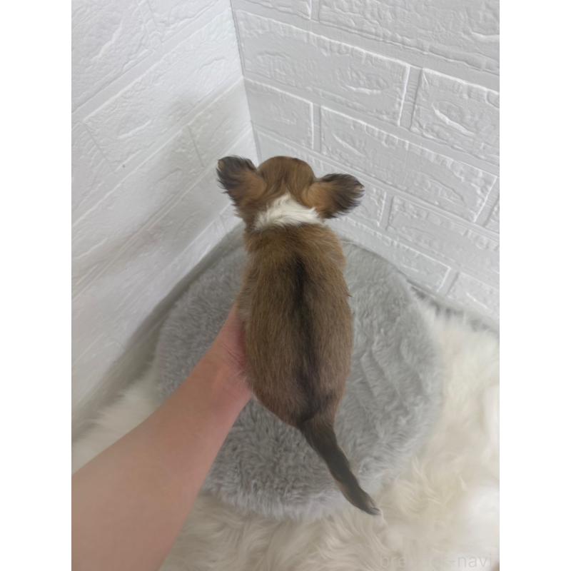 販売中の岡山県のチワワ(ロングコート)-447322の2枚目