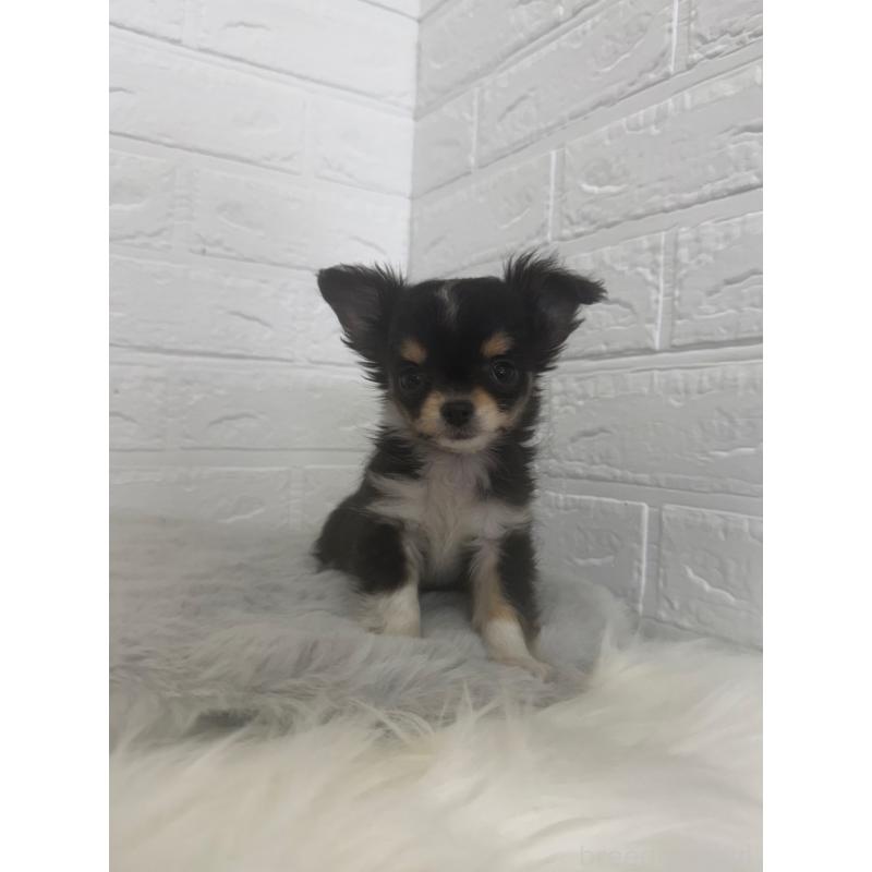 販売中の岡山県のチワワ(ロングコート)-447323の9枚目