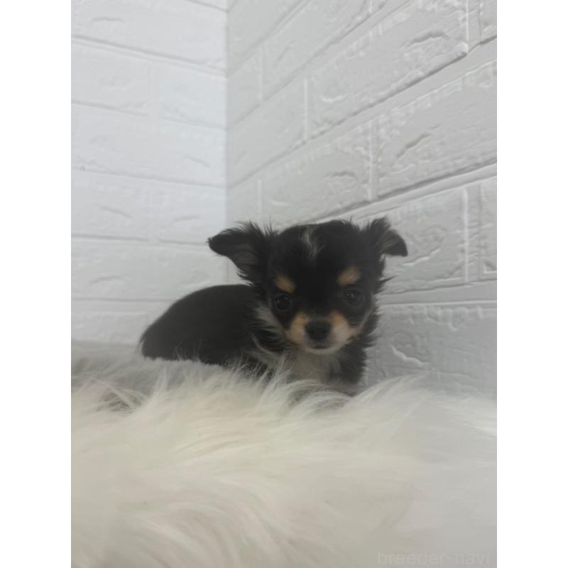 販売中の岡山県のチワワ(ロングコート)-447323の7枚目