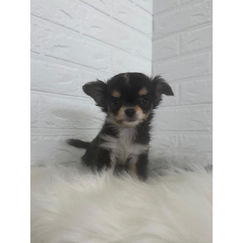 販売中の岡山県のチワワ(ロングコート)-447323の3枚目