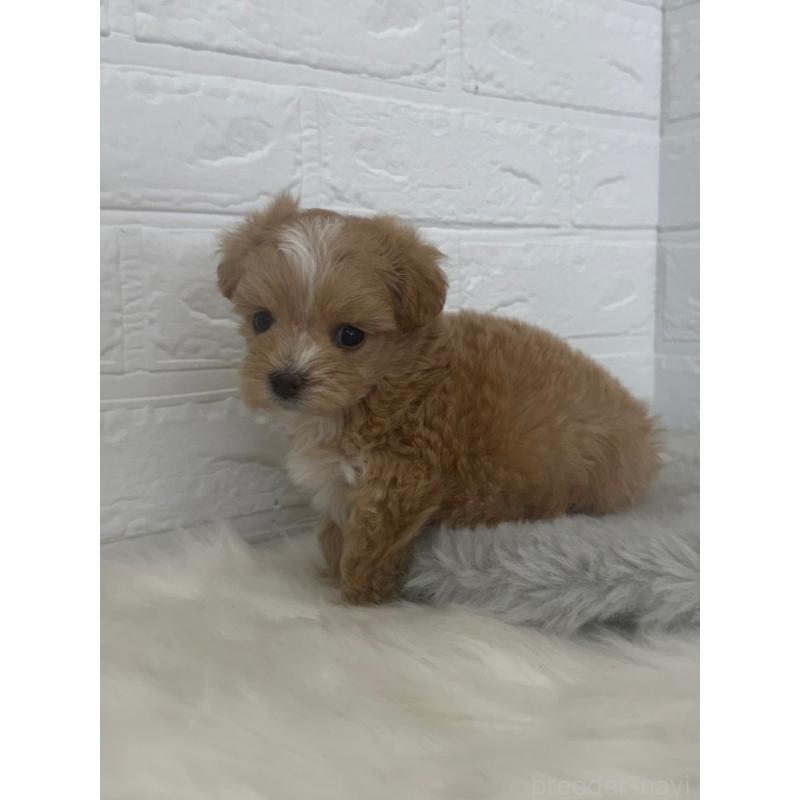 販売中の岡山県のマルプー:マルチーズ×トイプードル-447324の13枚目