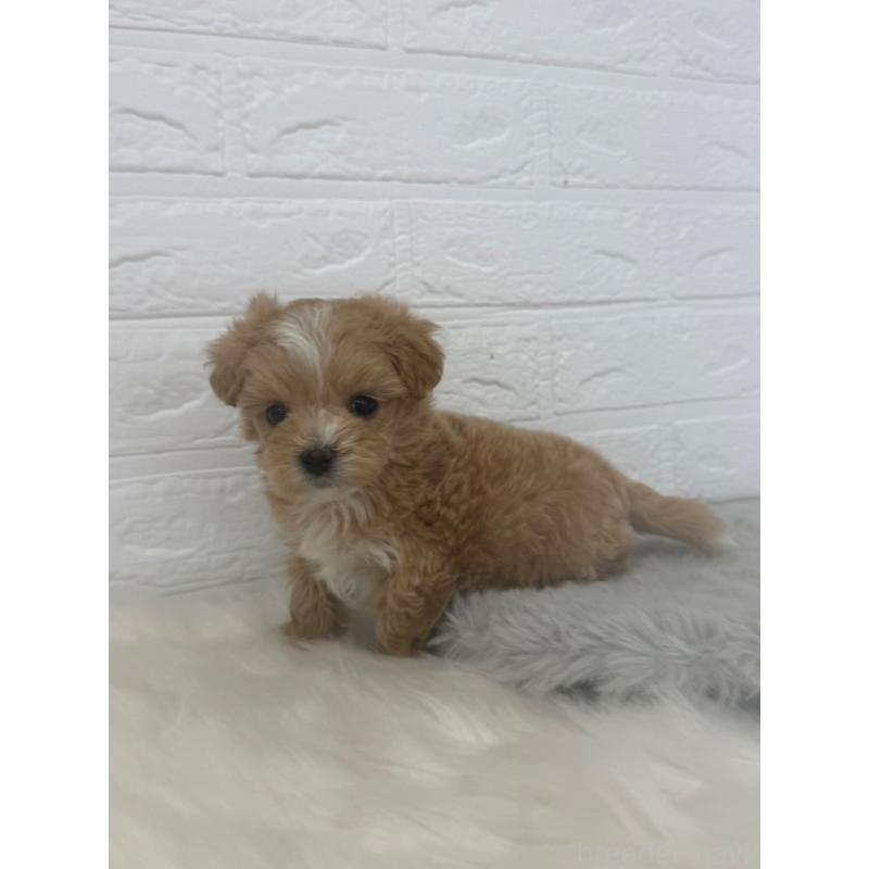 販売中の岡山県のマルプー:マルチーズ×トイプードル-447324の12枚目