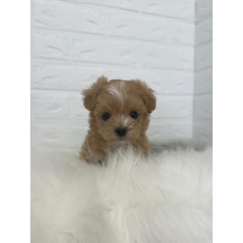 販売中の岡山県のマルプー:マルチーズ×トイプードル-447324の11枚目