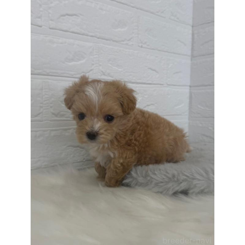 販売中の岡山県のマルプー:マルチーズ×トイプードル-447324の10枚目