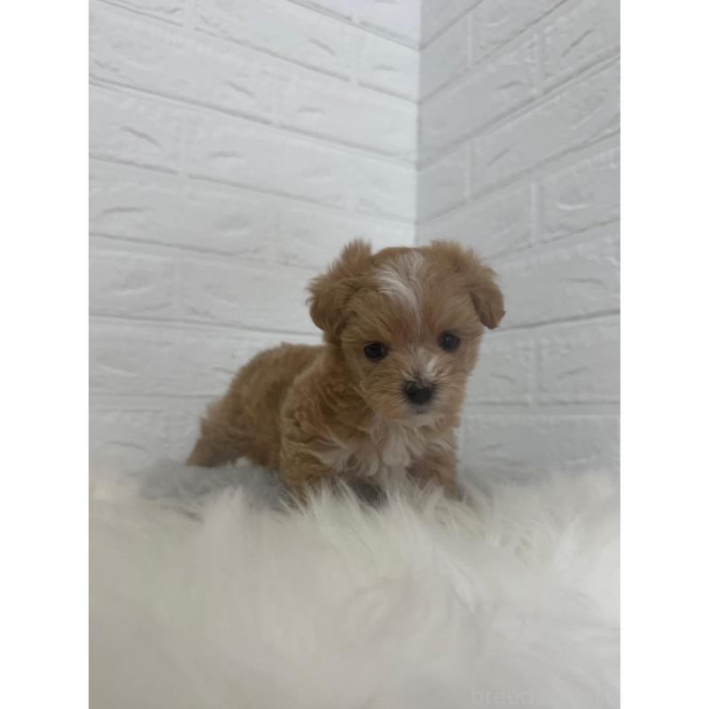 販売中の岡山県のマルプー:マルチーズ×トイプードル-447324の9枚目