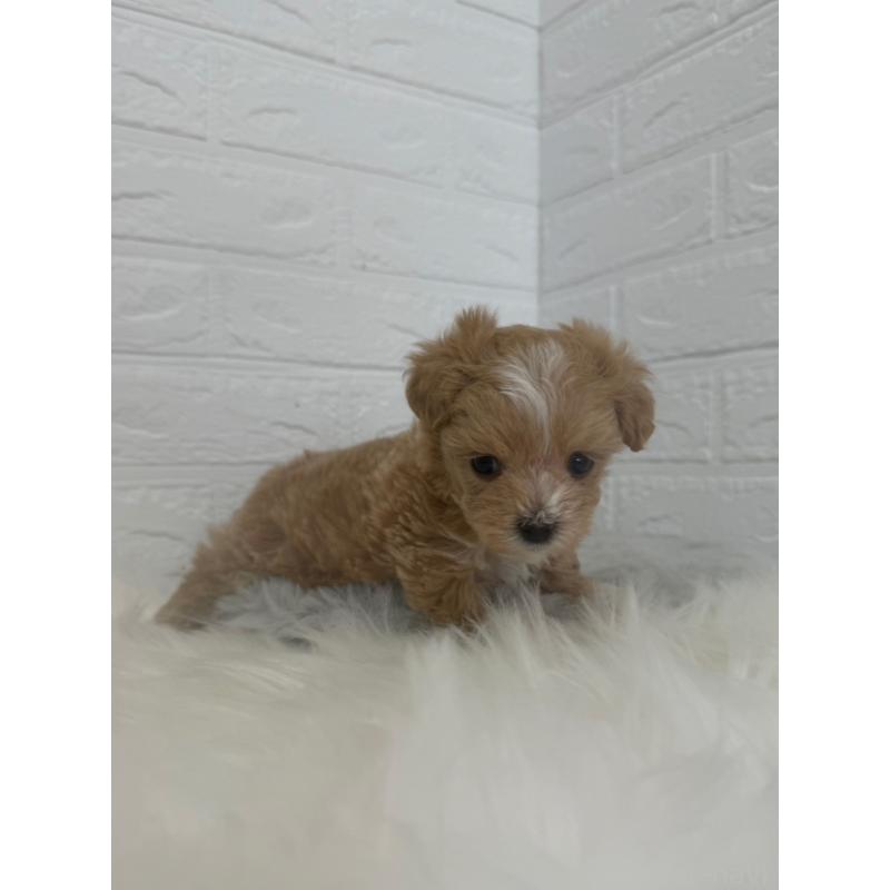 販売中の岡山県のマルプー:マルチーズ×トイプードル-447324の7枚目