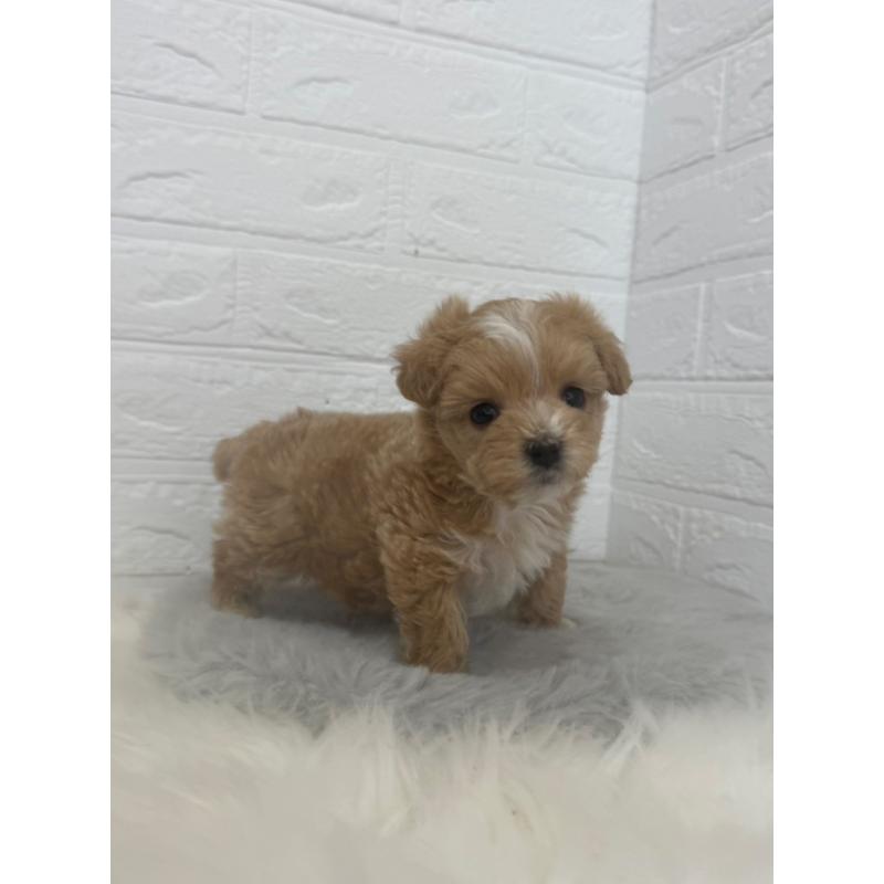 販売中の岡山県のマルプー:マルチーズ×トイプードル-447324の6枚目