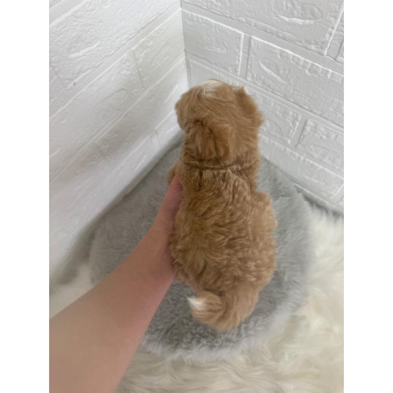 販売中の岡山県のマルプー:マルチーズ×トイプードル-447324の5枚目