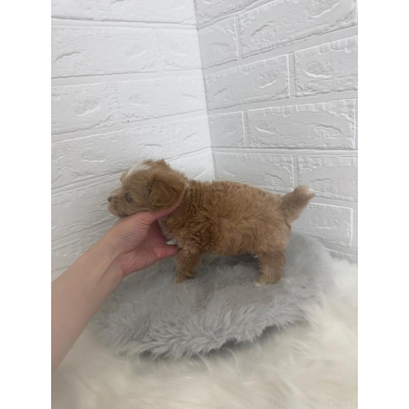 販売中の岡山県のマルプー:マルチーズ×トイプードル-447324の4枚目