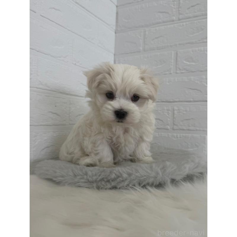 販売中の岡山県のマルチーズ-447325の11枚目