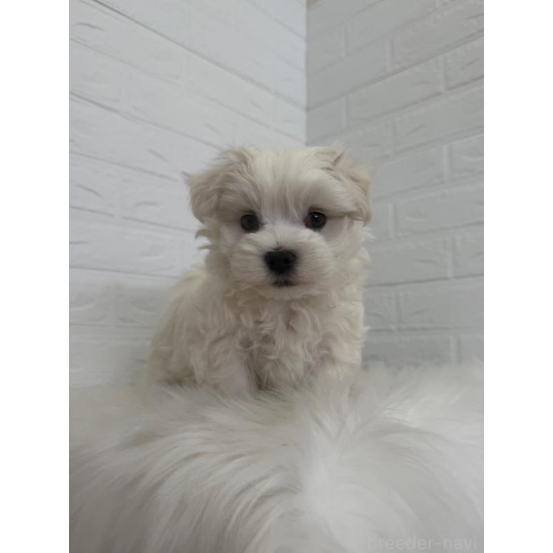 販売中の岡山県のマルチーズ-447325の10枚目