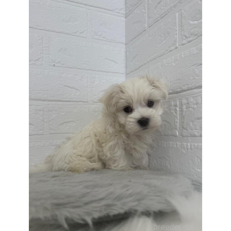 販売中の岡山県のマルチーズ-447325の7枚目