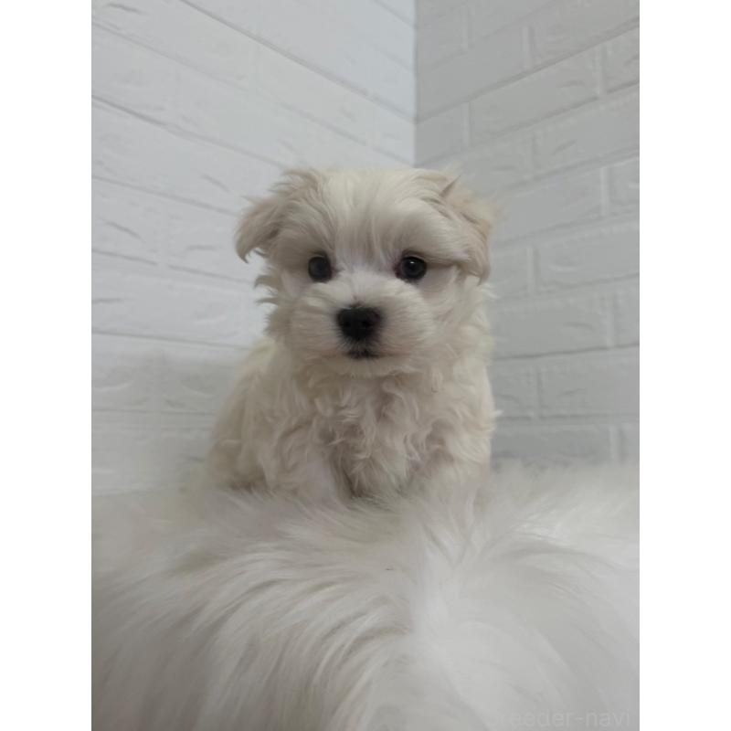 販売中の岡山県のマルチーズ-447325の6枚目