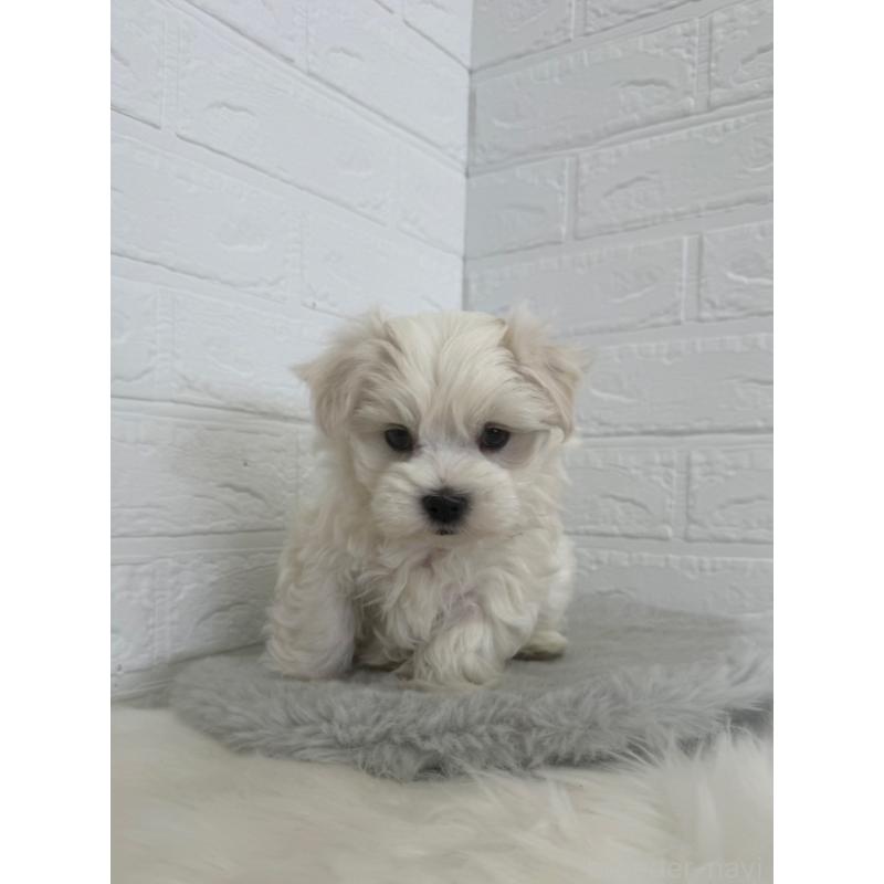 販売中の岡山県のマルチーズ-447325の5枚目