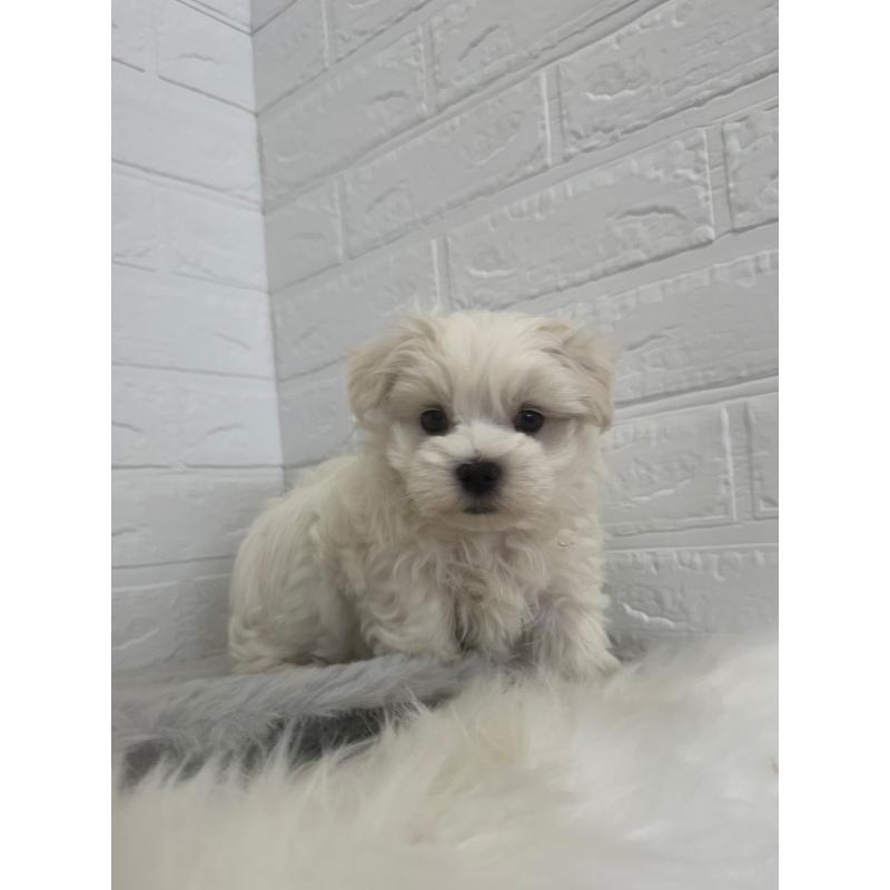 販売中の岡山県のマルチーズ-447325の4枚目