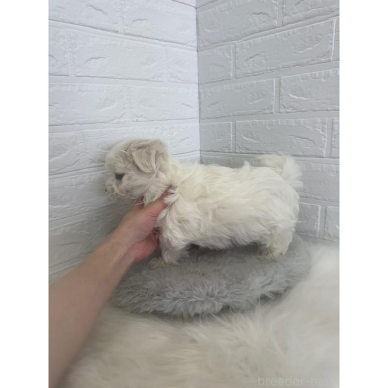 販売中の岡山県のマルチーズ-447325の3枚目