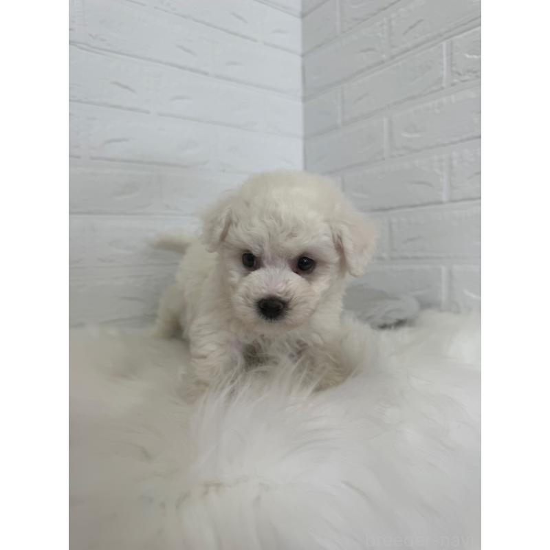 販売中の岡山県のビションフリーゼ-447326の11枚目