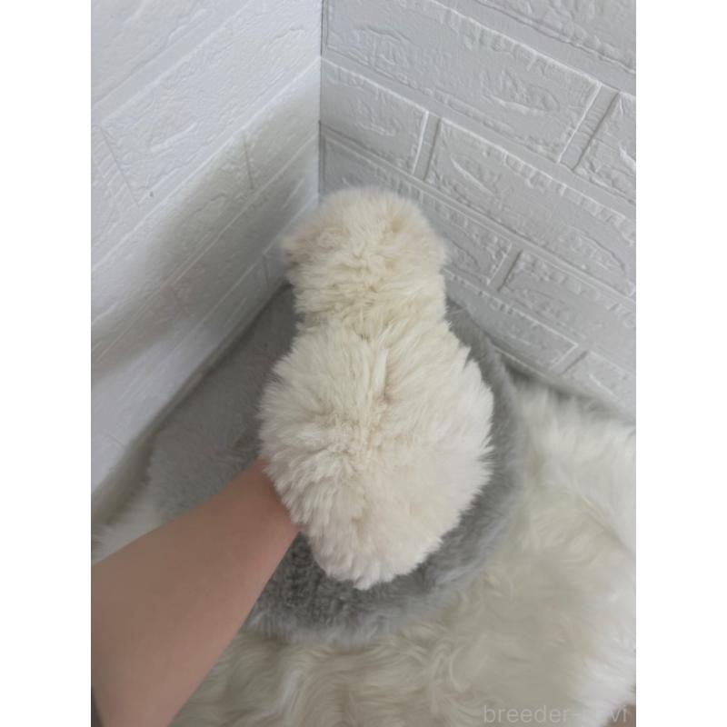 販売中の岡山県のビションフリーゼ-447326の10枚目