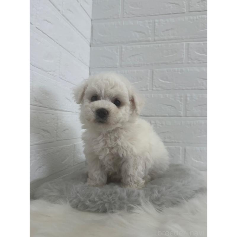 販売中の岡山県のビションフリーゼ-447326の7枚目