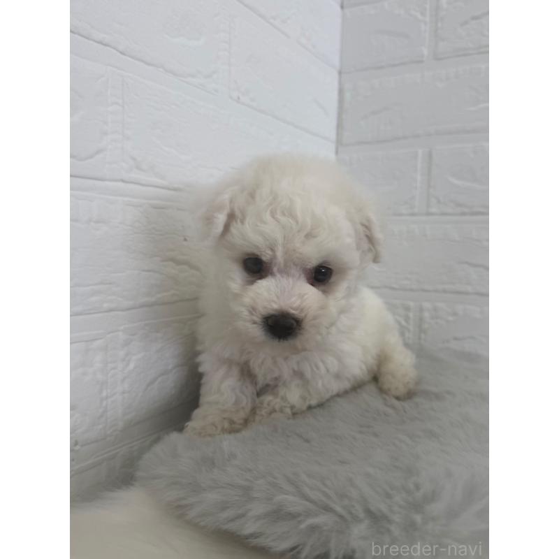 販売中の岡山県のビションフリーゼ-447326の6枚目