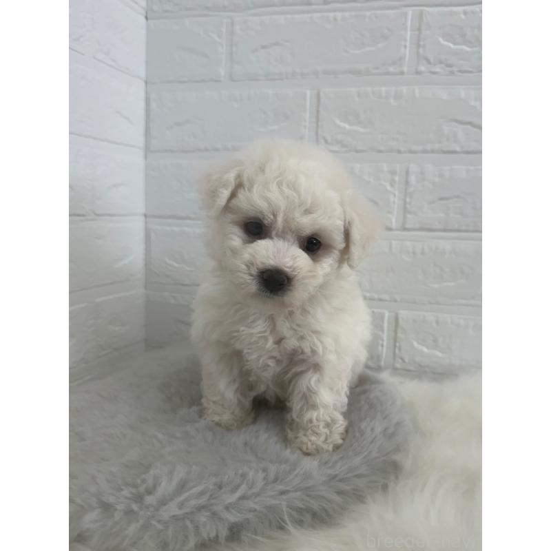 販売中の岡山県のビションフリーゼ-447326の5枚目