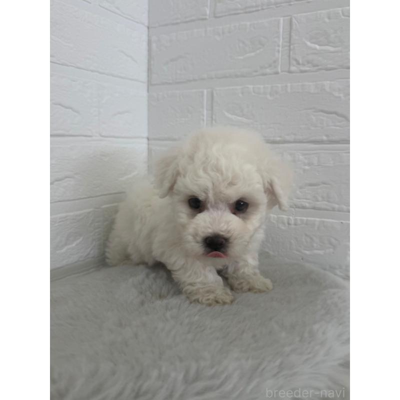 販売中の岡山県のビションフリーゼ-447326の4枚目