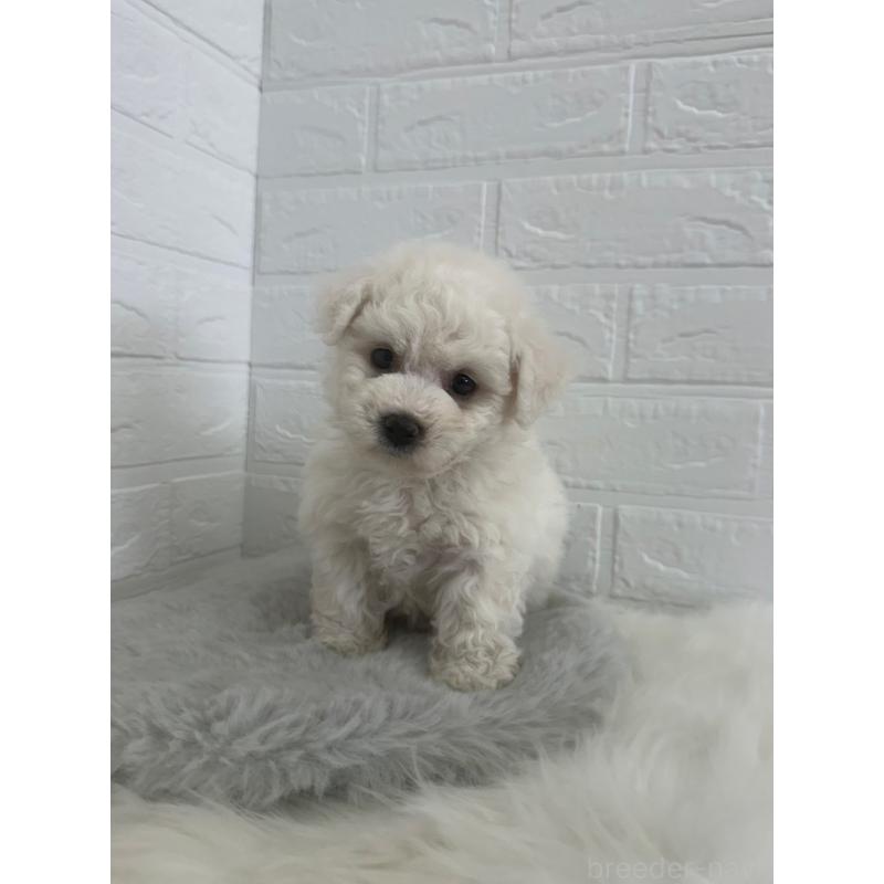 販売中の岡山県のビションフリーゼ-447326の2枚目