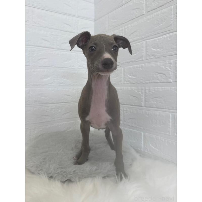 販売中の岡山県のイタリアングレーハウンド(イタグレ)-447327の11枚目