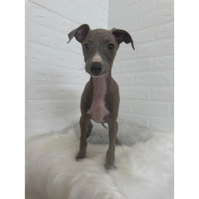 販売中の岡山県のイタリアングレーハウンド(イタグレ)-447327の10枚目