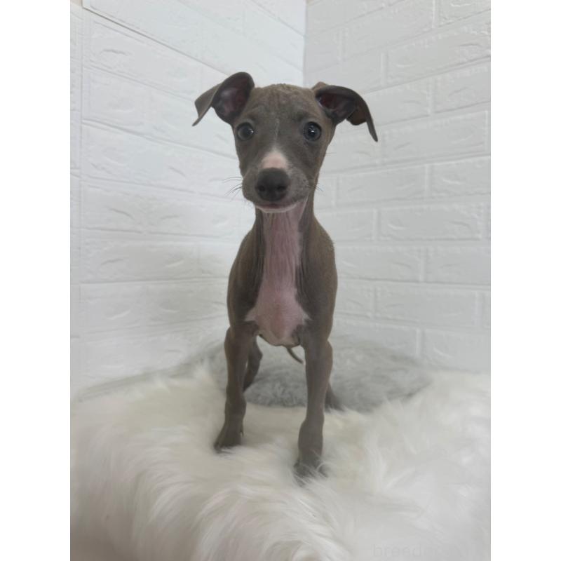 販売中の岡山県のイタリアングレーハウンド(イタグレ)-447327の9枚目