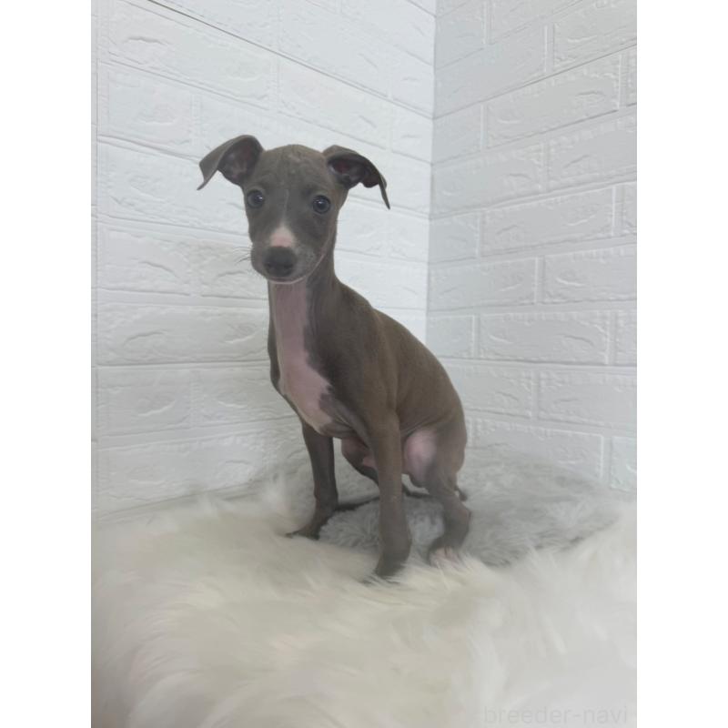 販売中の岡山県のイタリアングレーハウンド(イタグレ)-447327の7枚目