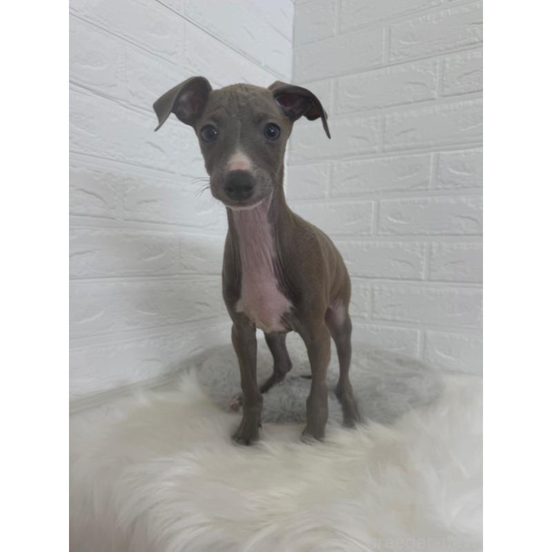 販売中の岡山県のイタリアングレーハウンド(イタグレ)-447327の6枚目