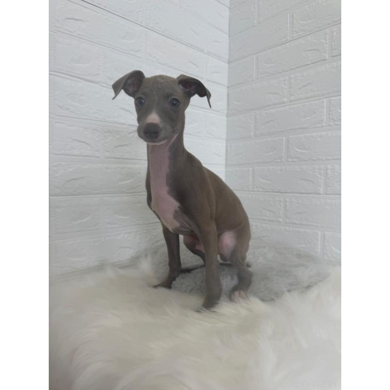 販売中の岡山県のイタリアングレーハウンド(イタグレ)-447327の5枚目