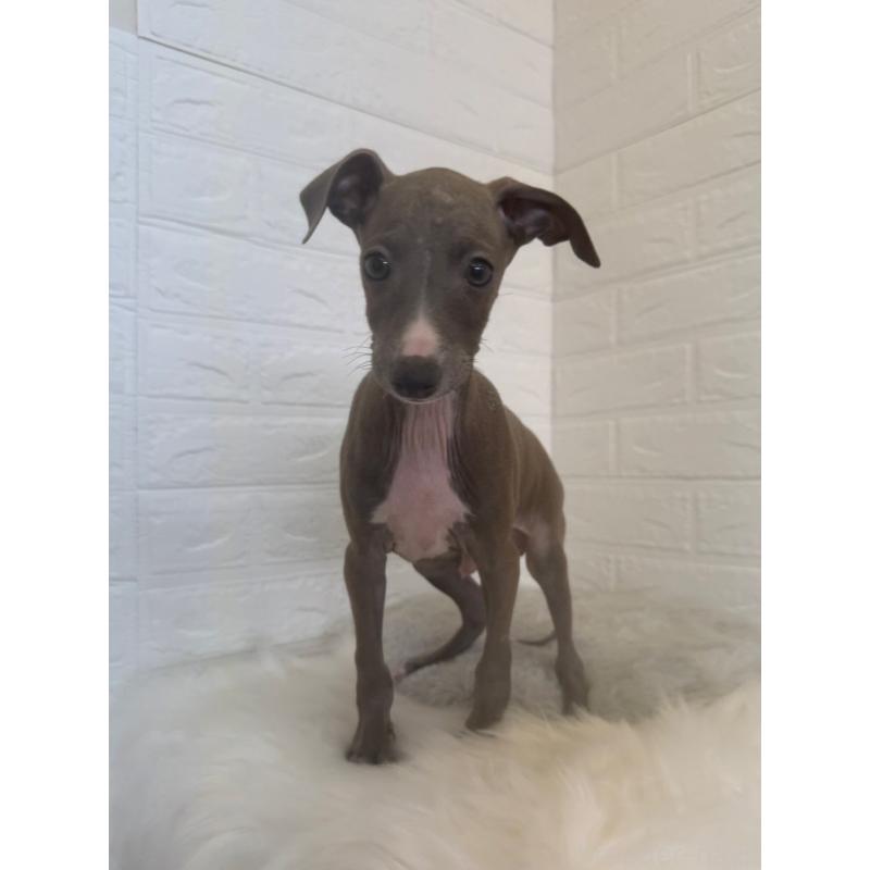 販売中の岡山県のイタリアングレーハウンド(イタグレ)-447327の3枚目
