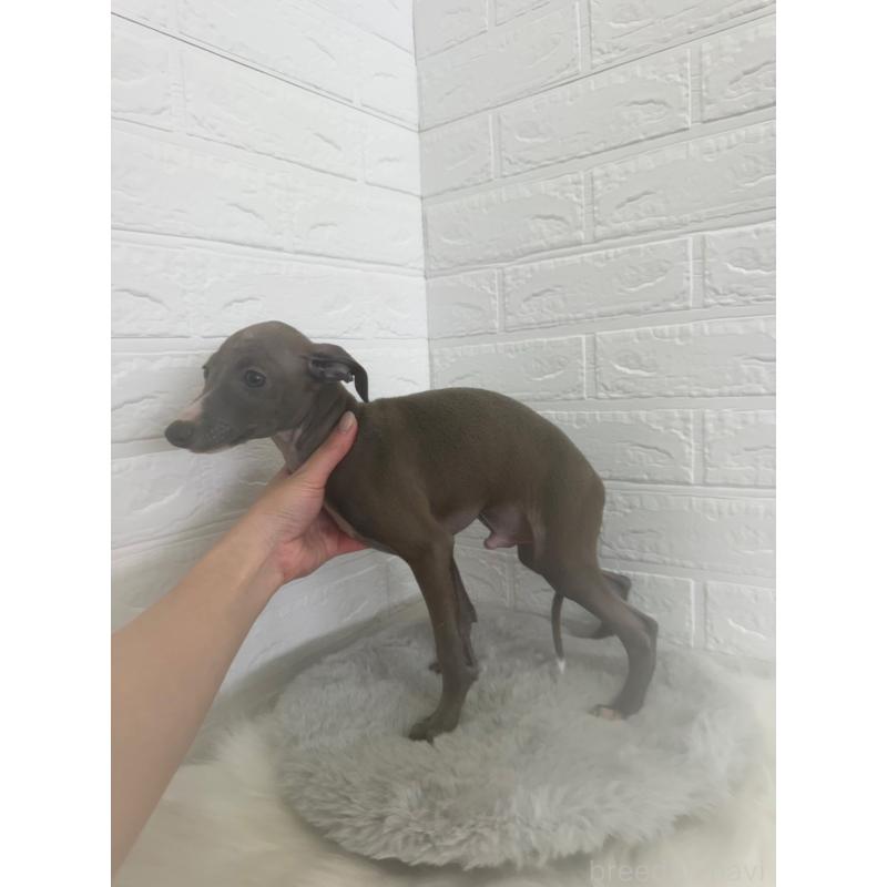 販売中の岡山県のイタリアングレーハウンド(イタグレ)-447327の2枚目