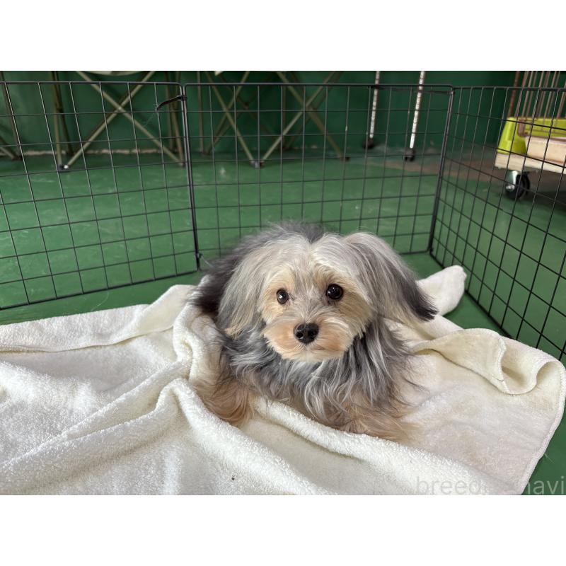 販売中の東京都のヨープー:ヨークシャーテリア×トイプードル-388918の7枚目