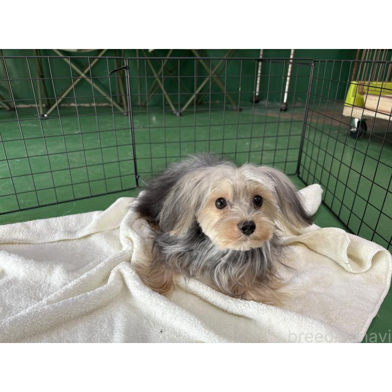 販売中の東京都のヨープー:ヨークシャーテリア×トイプードル-388918の6枚目