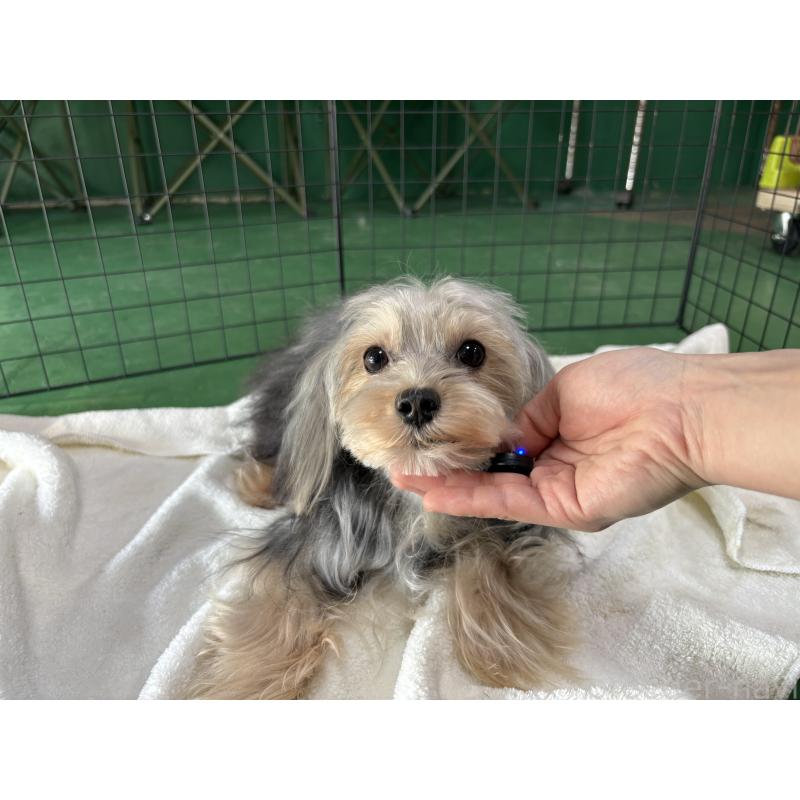 販売中の東京都のヨープー:ヨークシャーテリア×トイプードル-388918の4枚目