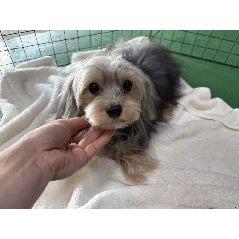 販売中の東京都のヨープー:ヨークシャーテリア×トイプードル-388918の3枚目