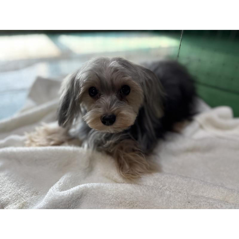 販売中の東京都のヨープー:ヨークシャーテリア×トイプードル-388918の2枚目